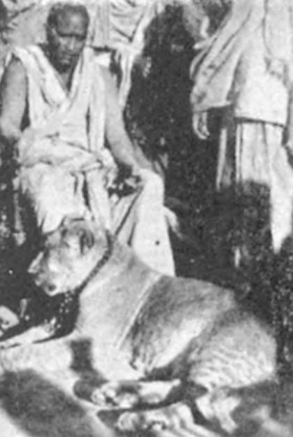 Krishnananda, at the 1936 Allahabad Kumbha Mela, with his tame vegetarian lioness.