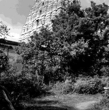Dense trees and shrubs in a garden, with the upper part of a temple tower behind.