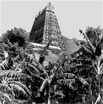 Banana plants in the foreground with a dark temple gopuram rising behind.