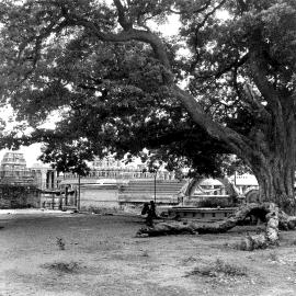 A large spreading tree with a fallen trunk on open ground, temple buildings in the distance.