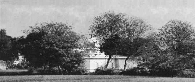 A wide view of a grove of trees with a white wall and a small temple tower between them.
