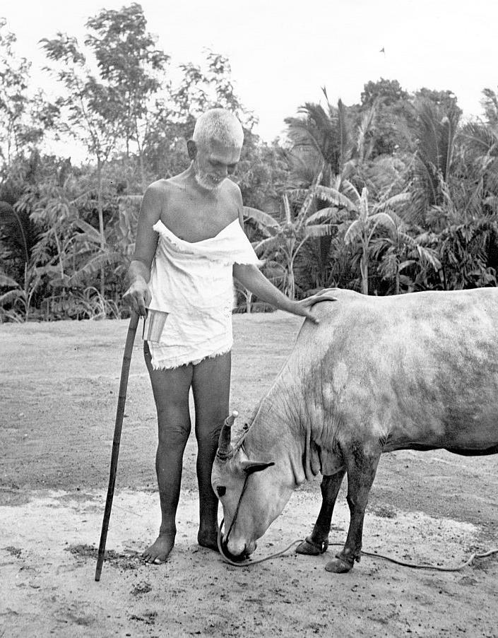 Black-and-white photograph of Sri Ramana Maharshi, holding a staff and a small vessel, with a towel over his shoulder, resting his hand on the back of a cow that bends its head to the ground at his feet; trees behind. Whole picture.