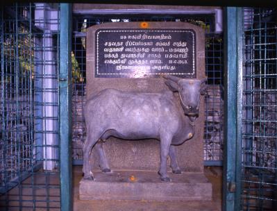 Colour photograph of a stone statue of a cow on a pedestal inside a blue metal cage, with an engraved black stone slab of Tamil text above it. Whole picture.