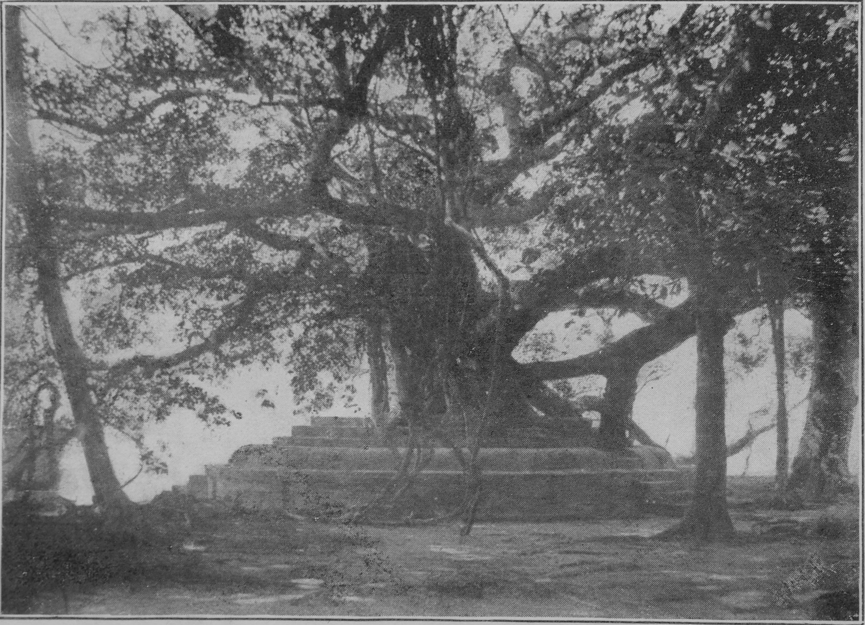 The Panchavati grove at Dakshineswar, its trees and a low wall