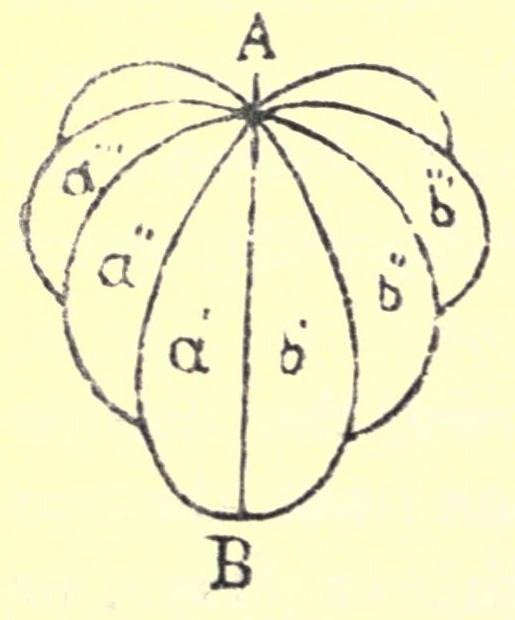 A line drawing of cells like the segments of a fruit, labelled a′, a″, a‴ and b′, b″, b‴, all meeting along one axis running from A at the top to B at the bottom
