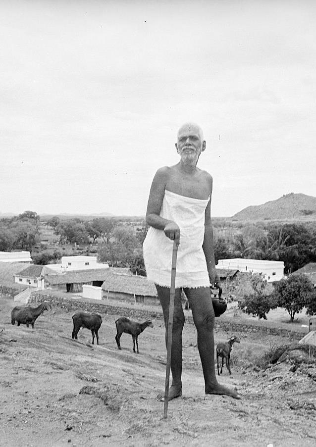 Sri Bhagavan with goats up on the Hill