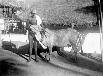 Sri Bhagavan fondling Cow Lakshmi