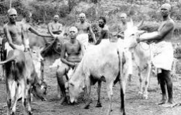 Sri Bhagavan with Cows -- Cow Lakshmi prostrating