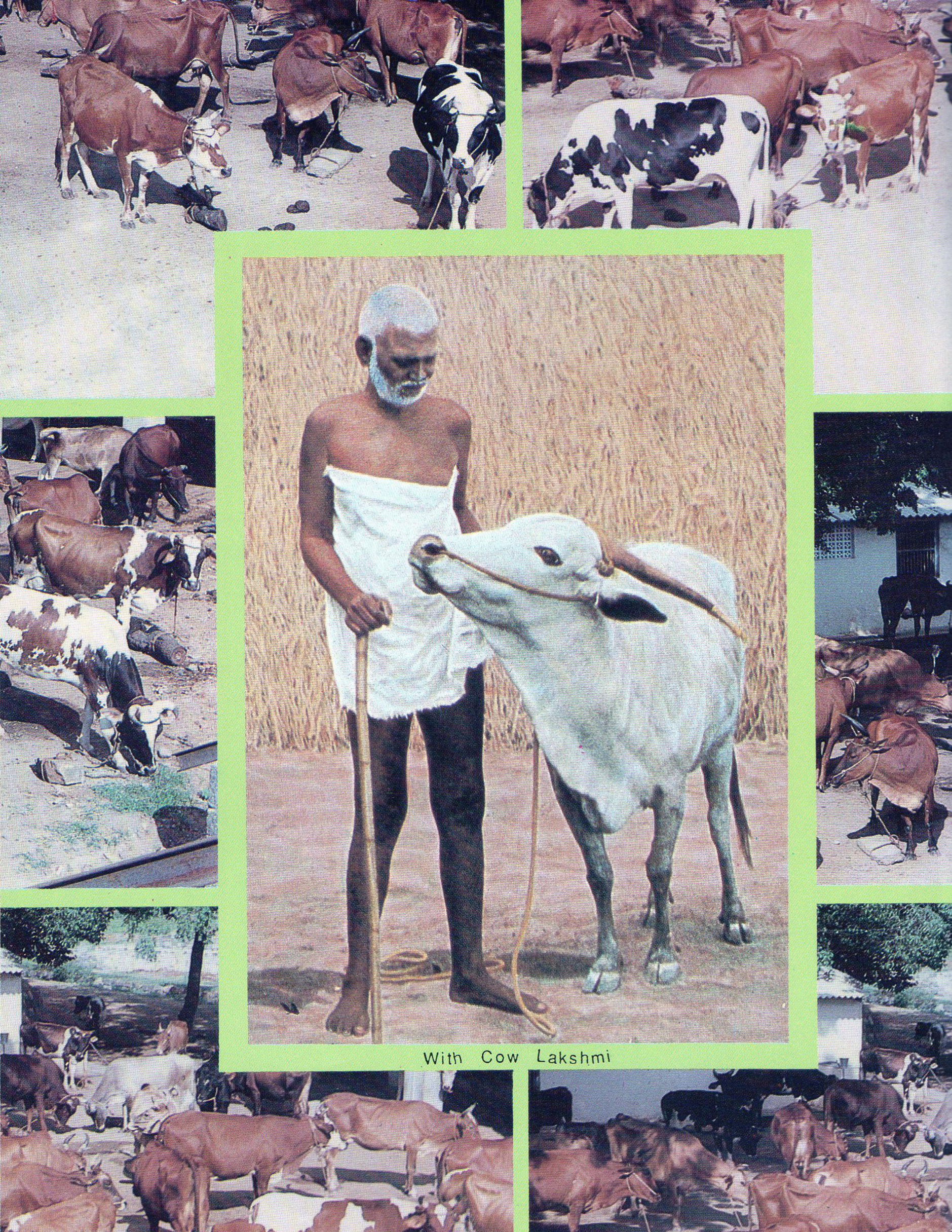 With Cow Lakshmi