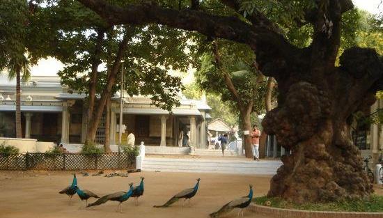 ‘The ever peaceful Sri Ramanasramam’