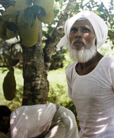 Bawa tending a Jackfruit tree at his Ashram in Sri Lanka