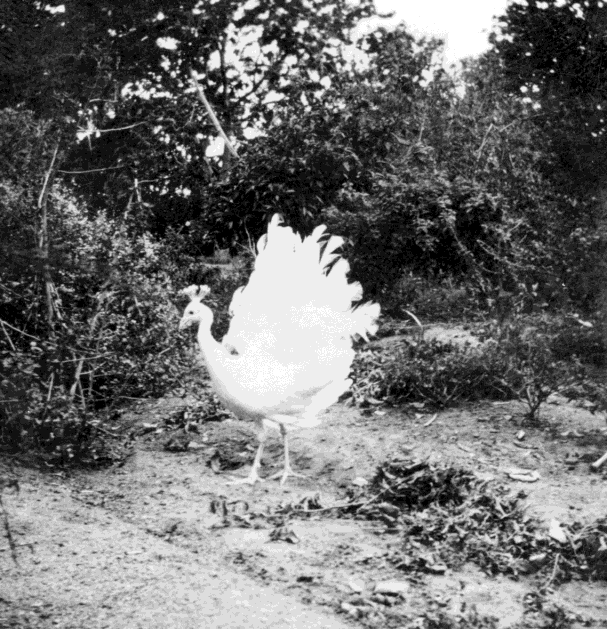White peacock dancing in Ashram’s flower garden