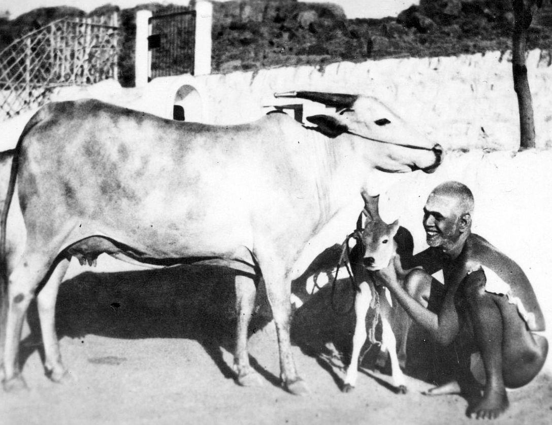 Sri Bhagavan with Cow Lakhsmi and her calf