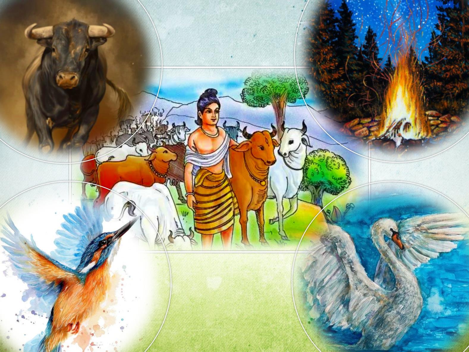collage: Satyakama with cows, and a bull, fire, swan and waterfowl in circles
