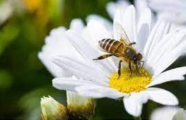 photo of a bee on a white daisy