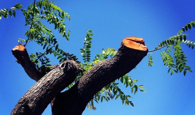 photo of a cut tree branch against blue sky