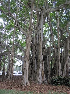 photo of a large banyan tree