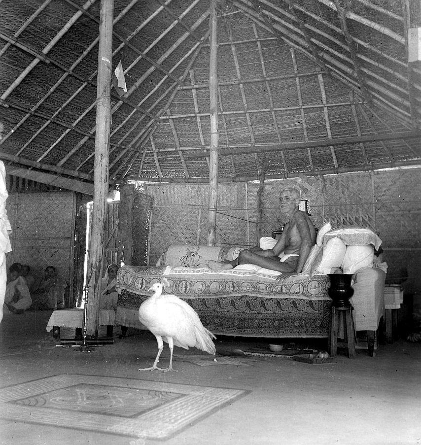 photo of Sri Bhagavan seated on couch in the Old Hall with a white peacock in front