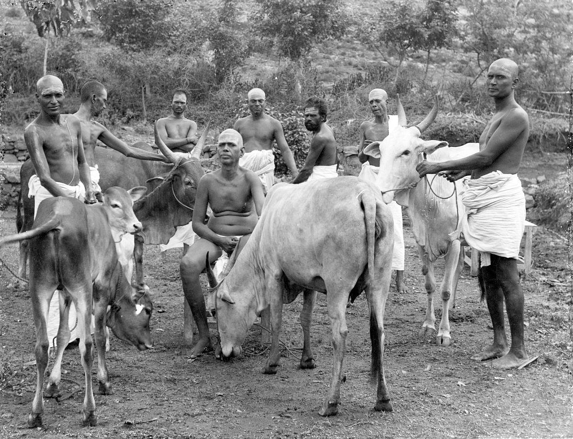 photo of Sri Bhagavan among cows, Cow Lakshmi offering her namaskar