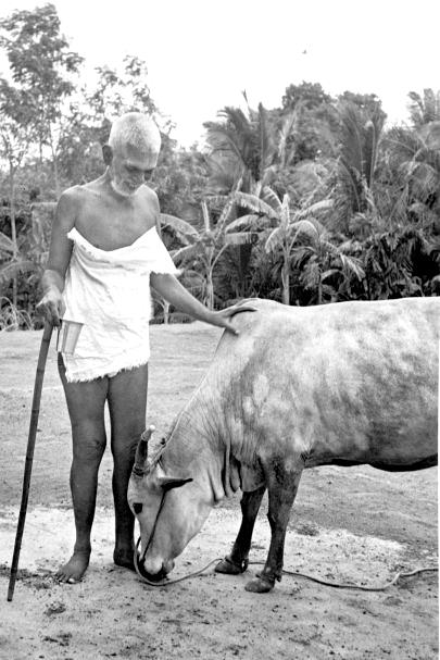 photo of Cow Lakshmi with Sri Bhagavan