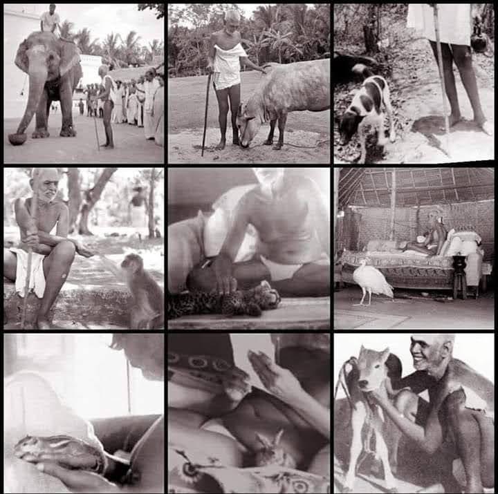 3x3 grid of black-and-white photographs of Sri Bhagavan with animals (elephant, cow, dog, monkey, leopard cub, peacock, squirrel, deer/rabbit, calf); no caption printed